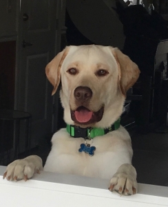 Yellow Labrador Retriever Listing Image