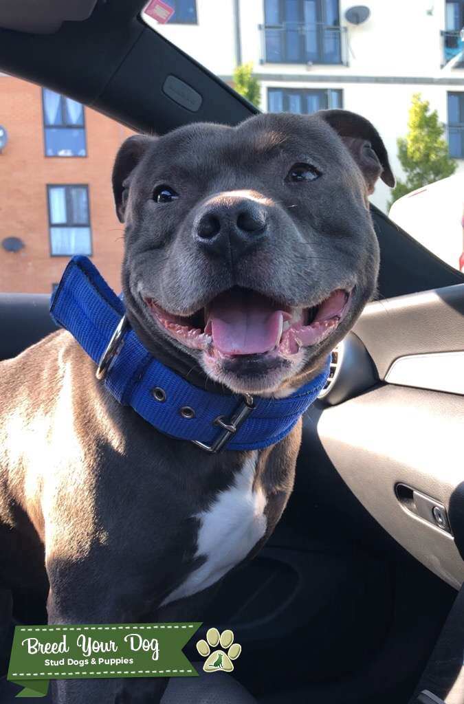 Blue Staffy Stud Dog in Clevleys, the United States Breed Your Dog