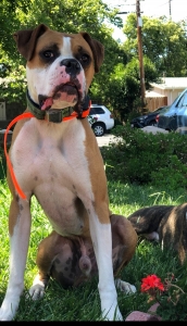 Boxer Stud - Fancy Fawn Listing Image