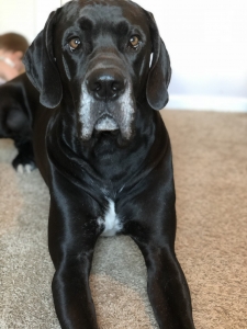 Texas two year old black male Great Dane Listing Image