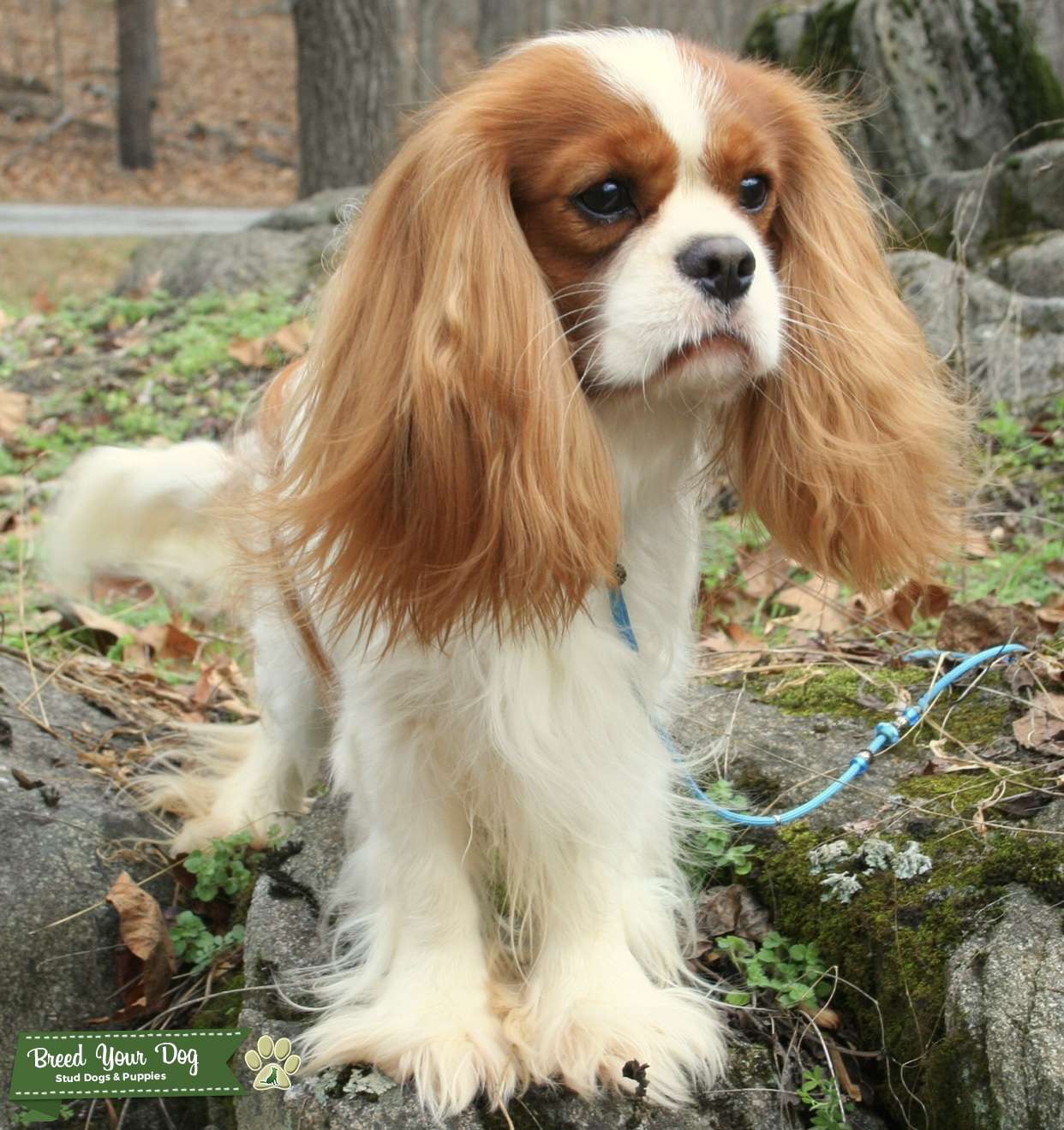 Cavalier King Charles Spainiel stud Stud Dog Virginia Breed Your Dog