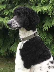 AKC Standard Poodle Stud Listing Image