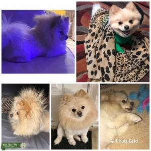 Looking for adorable, small female Pomeranian  or Husky Listing Image