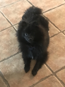 Black Pomeranian stud service Listing Image
