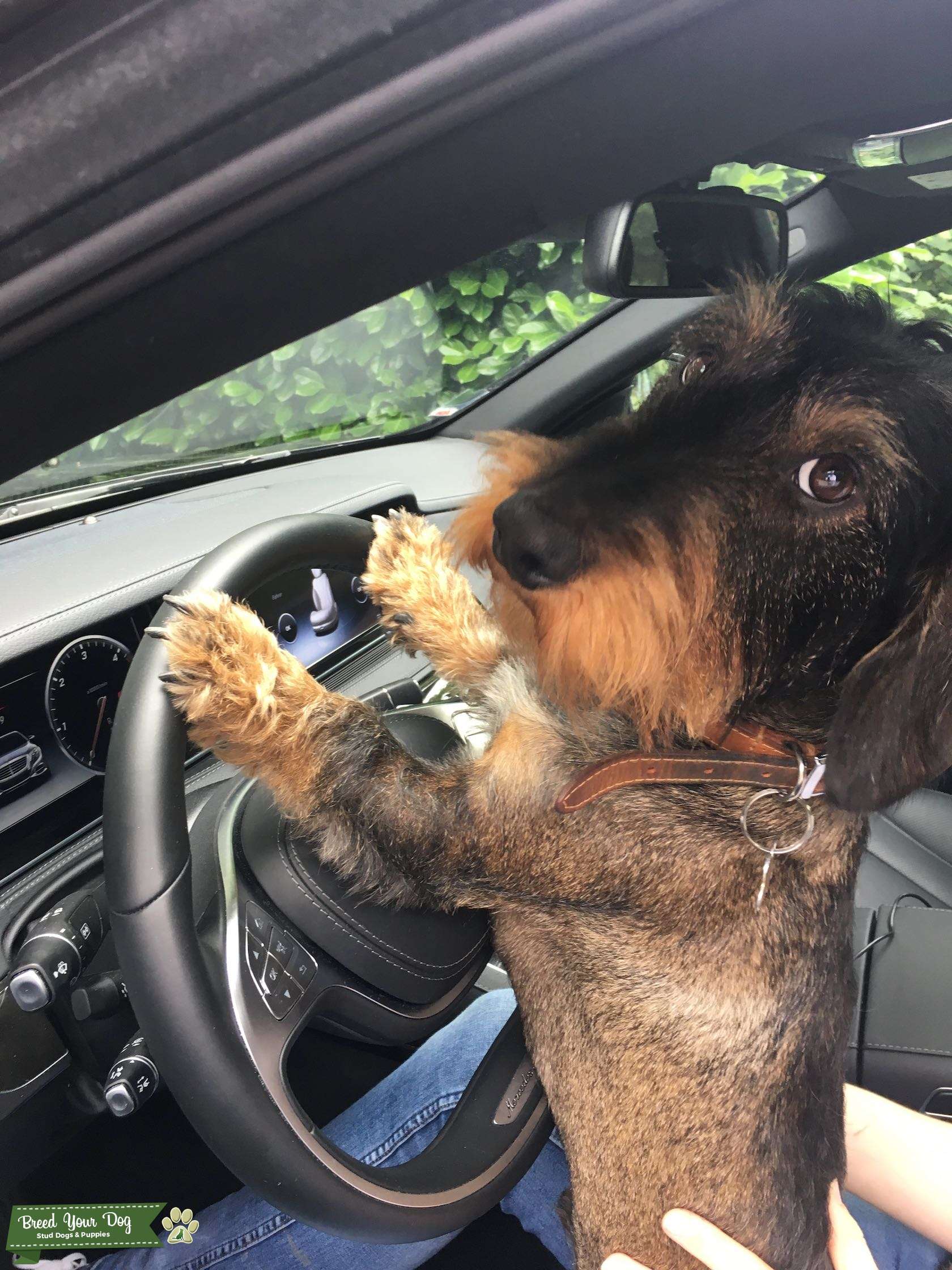 Stud Dog Beautiful Standard Wire Haired Dachshund Stud To Sire