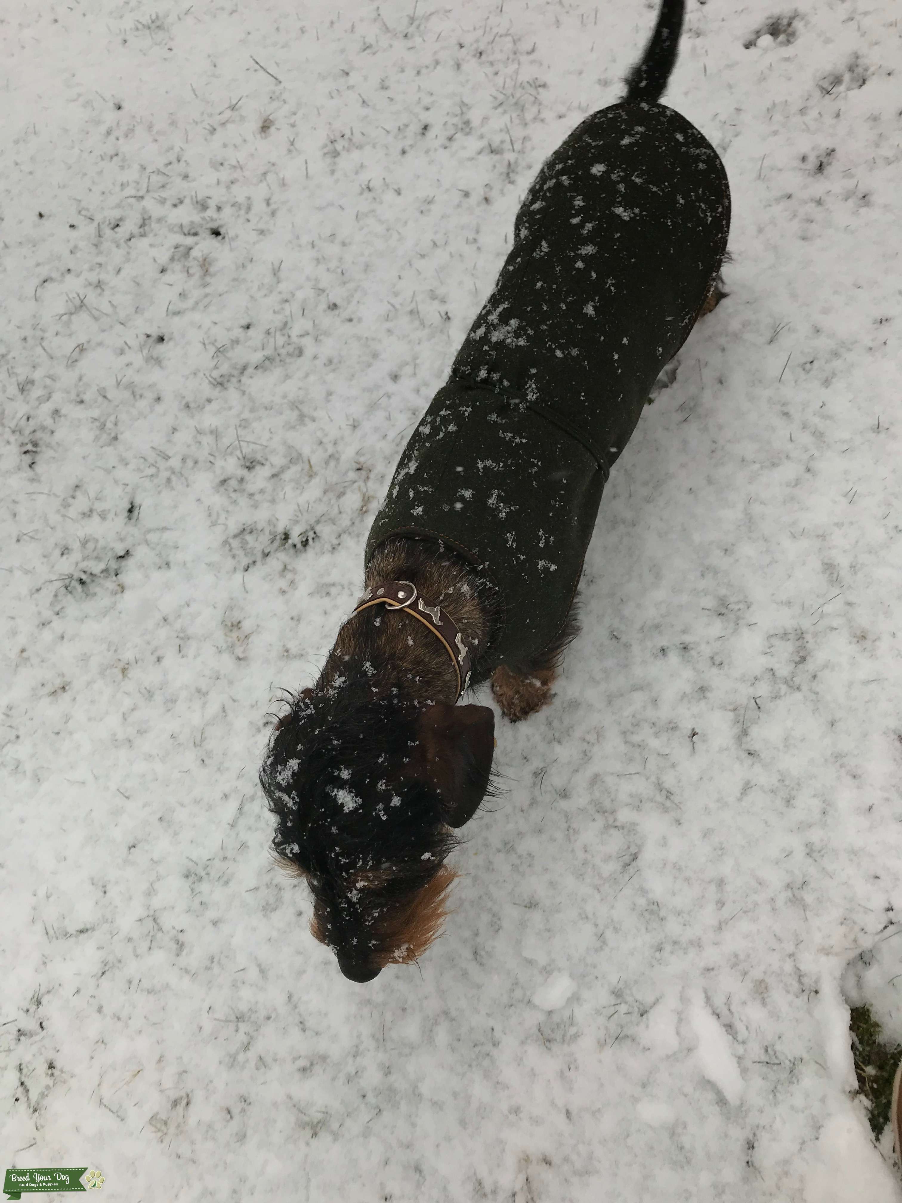 Stud Dog Beautiful Standard Wire Haired Dachshund Stud To Sire