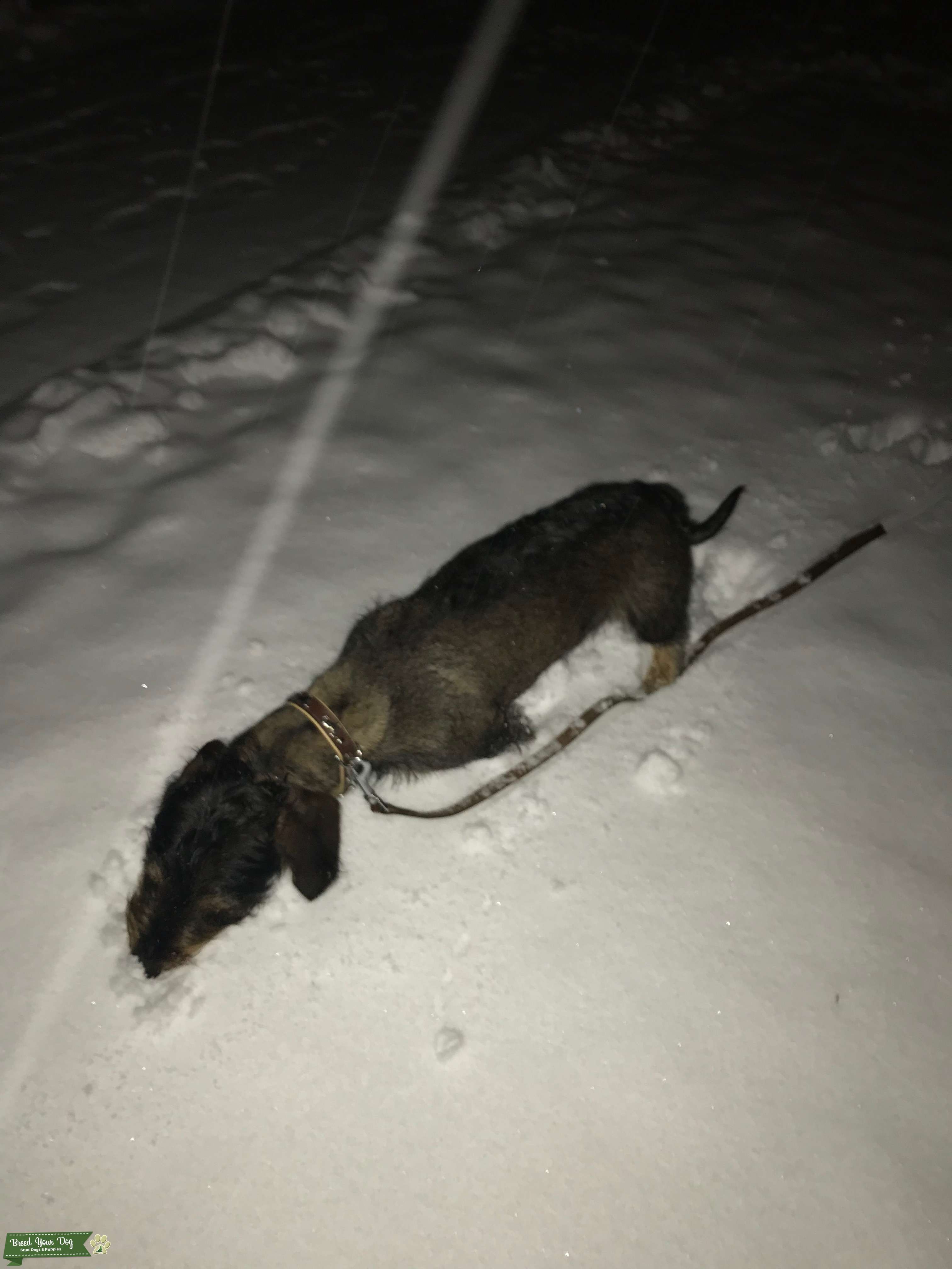 Stud Dog Beautiful Standard Wire Haired Dachshund Stud To Sire