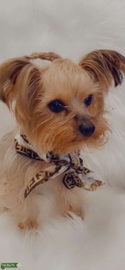 JuJu is Looking for a Male Listing Image