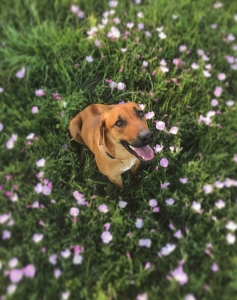Red Rhodesian Ridgeback Listing Image