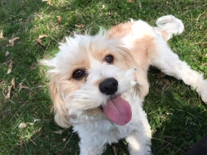Cavapoo Listing Image