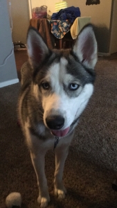 Siberian Husky Listing Image