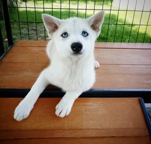 Pomsky Listing Image
