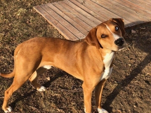 Catahoula Listing Image