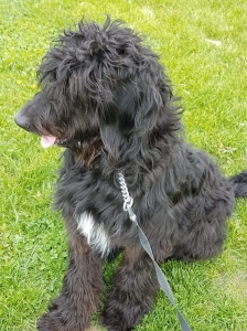 F1 Goldendoodle stud Listing Image