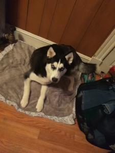 Black and white Siberian husky  Listing Image
