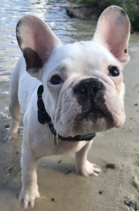 White French Bulldog Listing Image