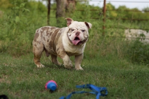 Lilac Merle bulldog stud  Listing Image