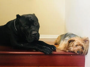 Cane Corso Stud Dogs Available Now Breed Your Dog