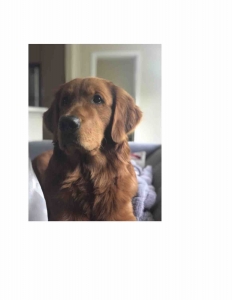 Male Golden Retriever Listing Image
