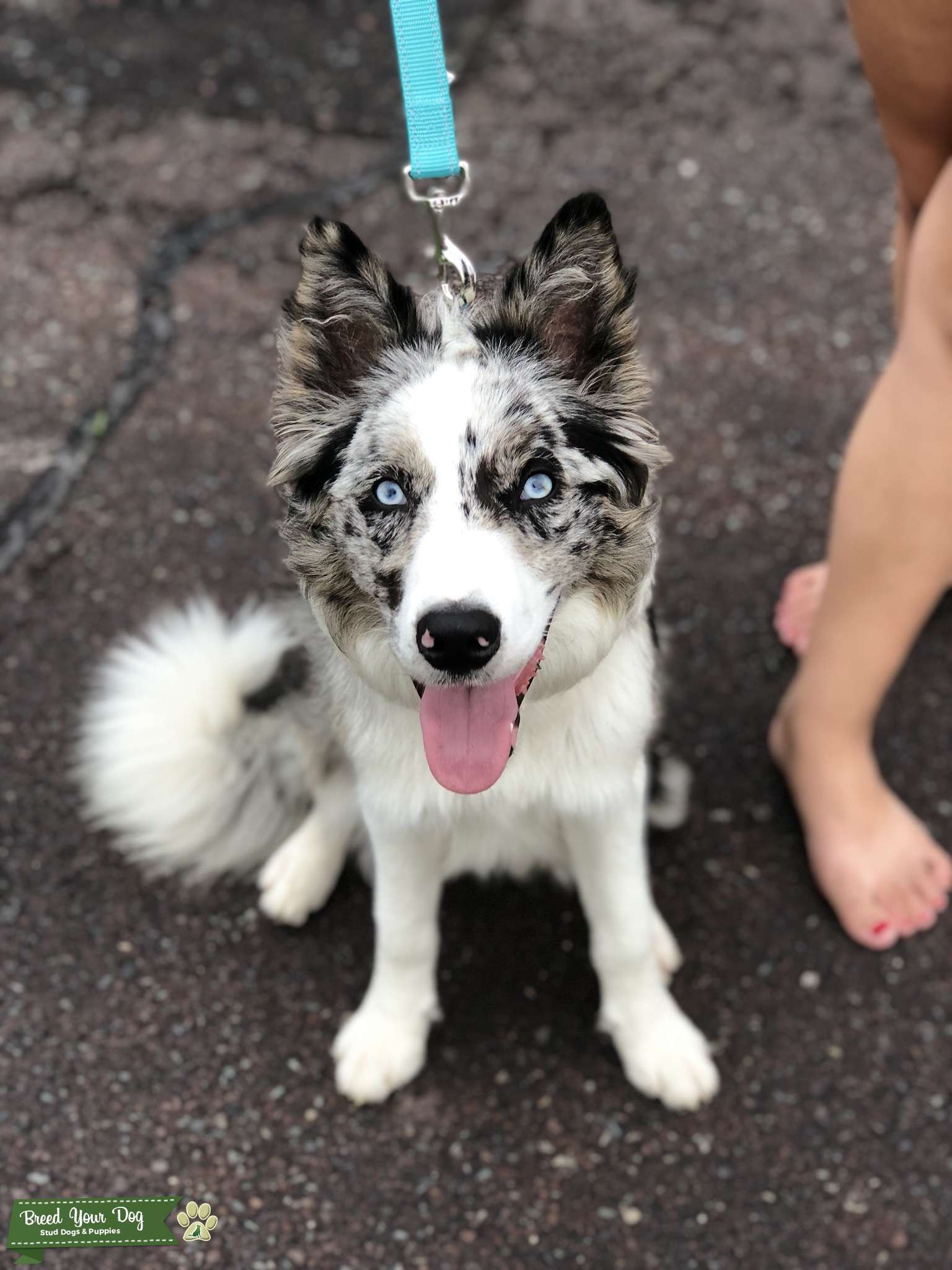 Blue Merle Border Collie Stud Dog in Northeast , the United States