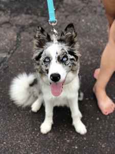 blue merle border collie mix