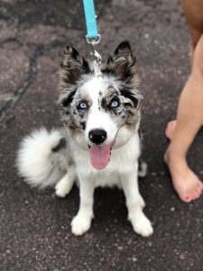 husky blue merle