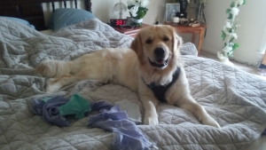 Cream Golden Retriever Male Listing Image