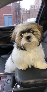 Shih Tzu looking for stud shih tzu Listing Image
