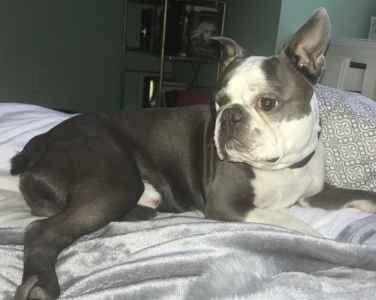akc blue boston terrier