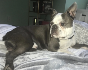Blue AKC Boston Terrier- Amarillo Texas Listing Image