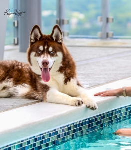 Husky - Journey  Listing Image