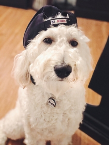 F1B Goldendoodle (Stud) Listing Image