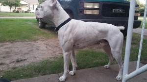 White boxer (he has super hero sight/hearing) Listing Image