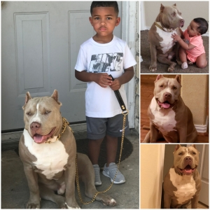 Blue Champgne Bully Stud Listing Image
