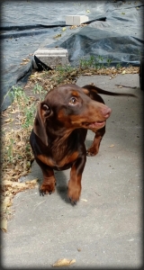 Mini Dachshund Stud (Austin,TX) Listing Image