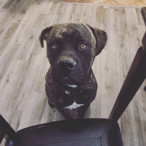 Handsome Brindle Bullmastiff  Listing Image