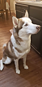 AKC Siberian Husky Stud Listing Image