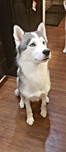 AKC Siberian Husky Stud Listing Image