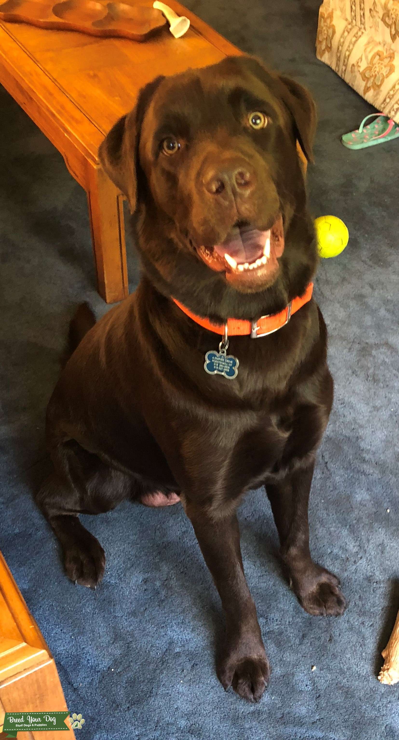 AKC Chocolate Lab for Stud Stud Dog in NY, United States Breed Your Dog