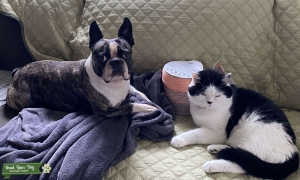 Boston Terrier stud  Listing Image