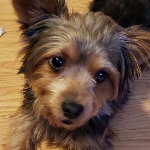Young Stud Looking to Breed Listing Image