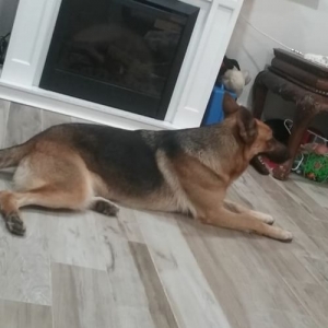 Female up for breed Listing Image