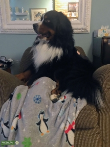 Beautiful Bernese Mountain Dog Listing Image
