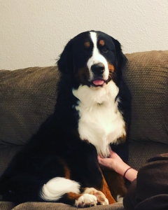 Buddy The Bernese Listing Image