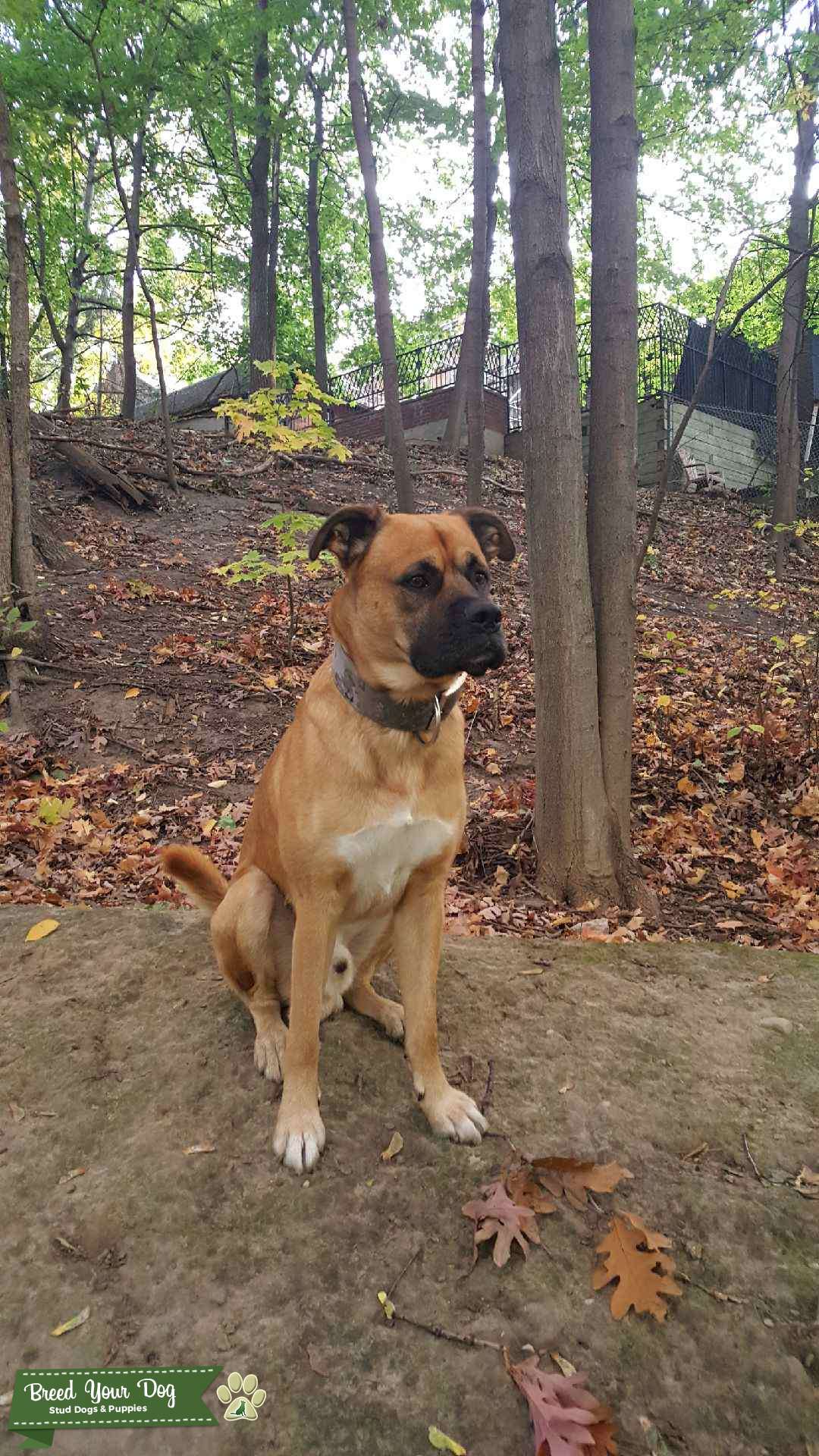 Boxador ( Labrador x Boxer) MALE Stud Dog in Ontario, the United