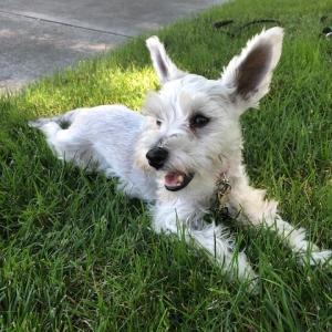 Toy Schnauzer Stud (6.5lb) Platinum Coat Listing Image