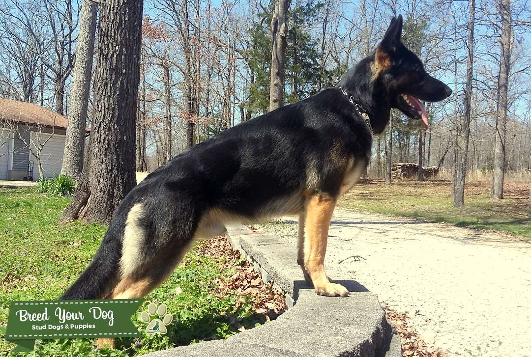 GSD Stud Service - Stud Dog Midwest - Breed Your Dog
