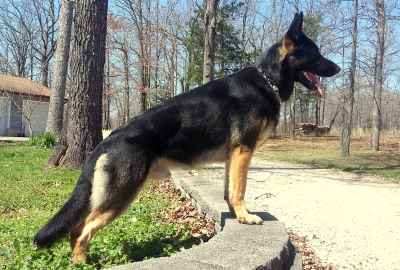 rabbit nail trimming
