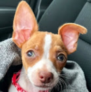 The Most Handsome Stud Ever Listing Image