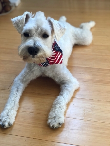 Male Miniature Schnauzer Stud Listing Image